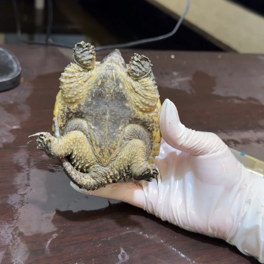 不分公母小鳄龟编号37，瑕疵福利价，退单拉小黑屋，不可以再购买