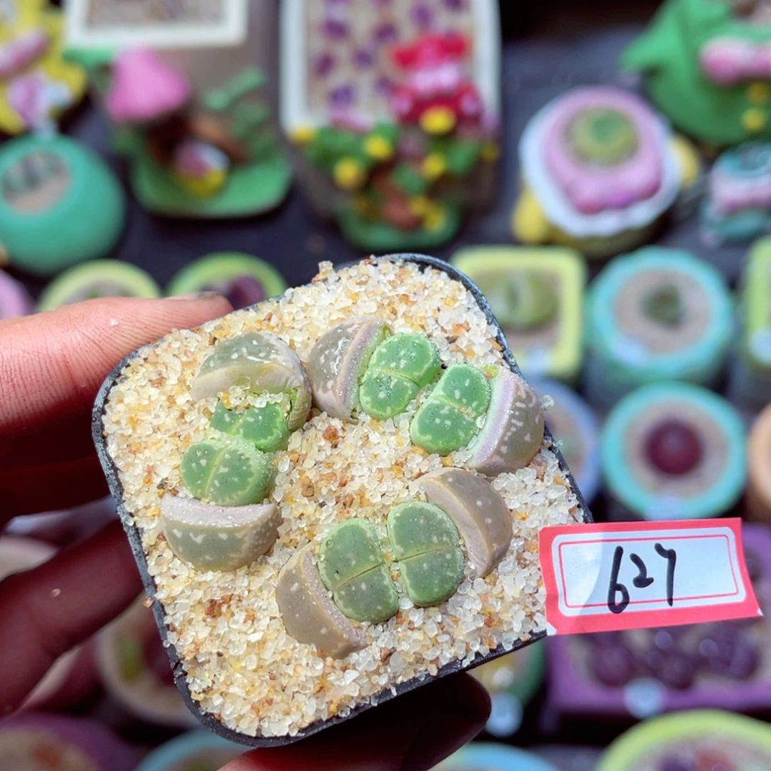 627生石花带盆发