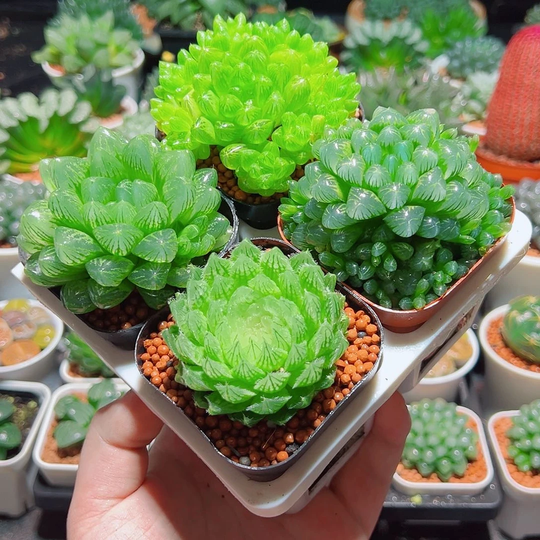 樱水晶姬玉露群雪花水晶草盆土