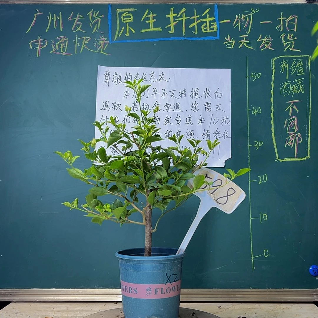 当前无花栽培后可以开花  雪紫 598