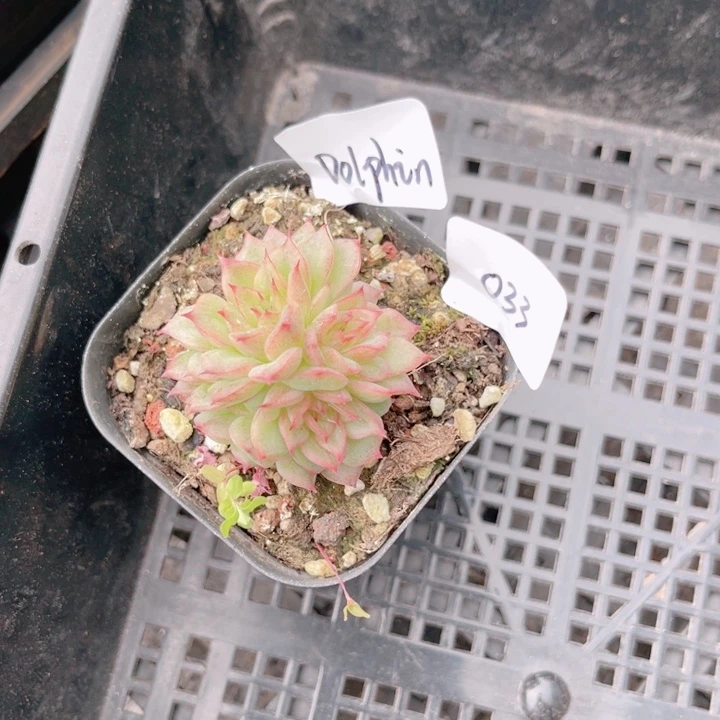 D***n033 蝴蝶叶麦 带陶瓷盆发货 满28包邮