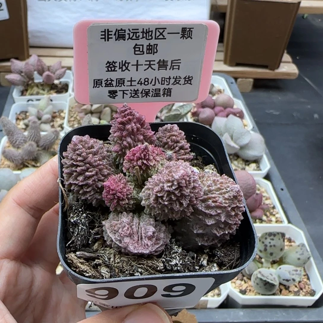 909朱紫玉多肉植物