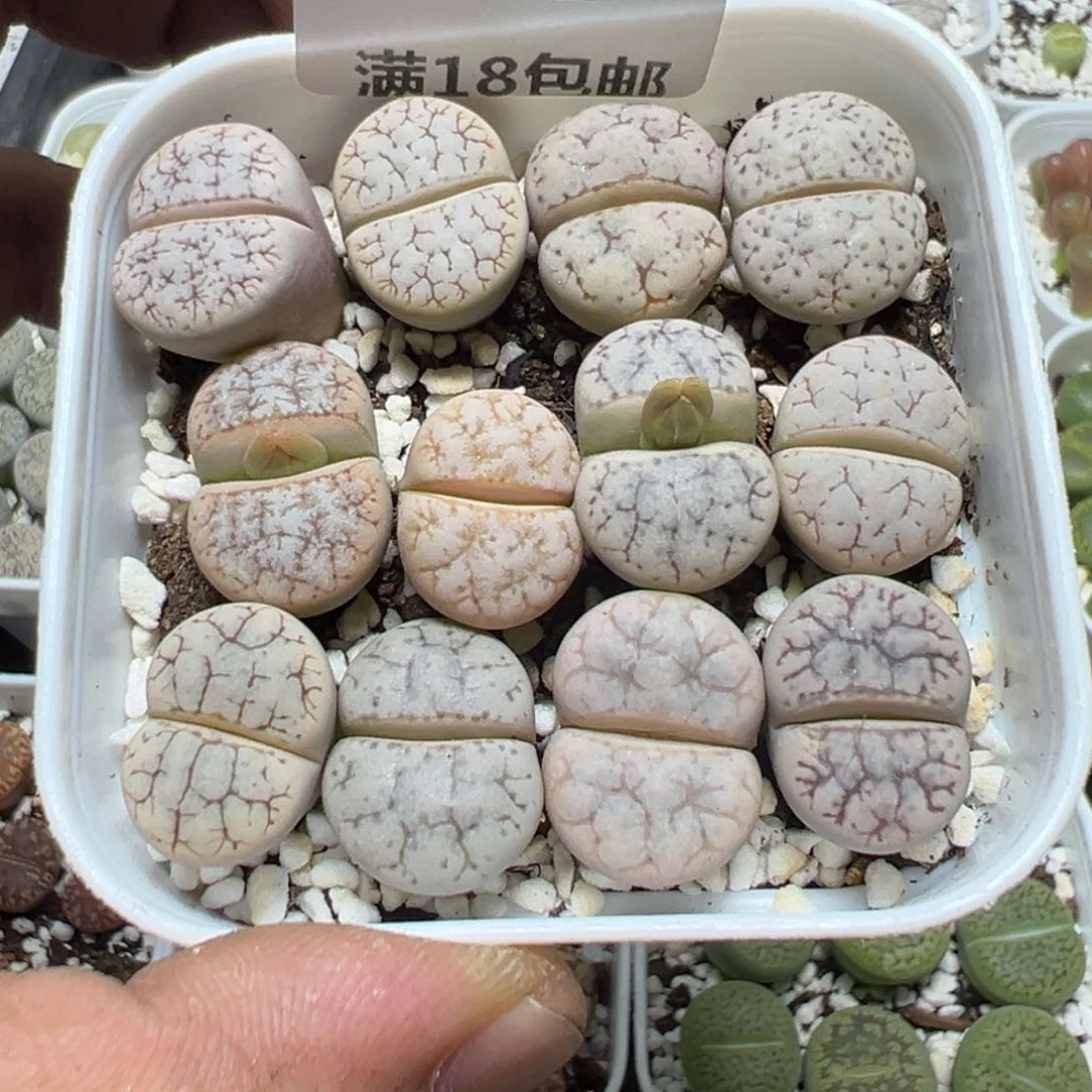 【闪购商品】 982。
