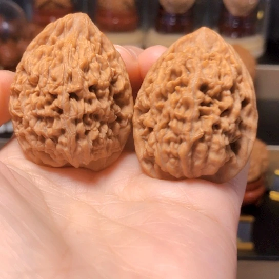 野生小众：蚂蚁王