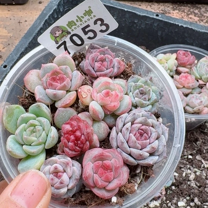 多肉植物多肉植物