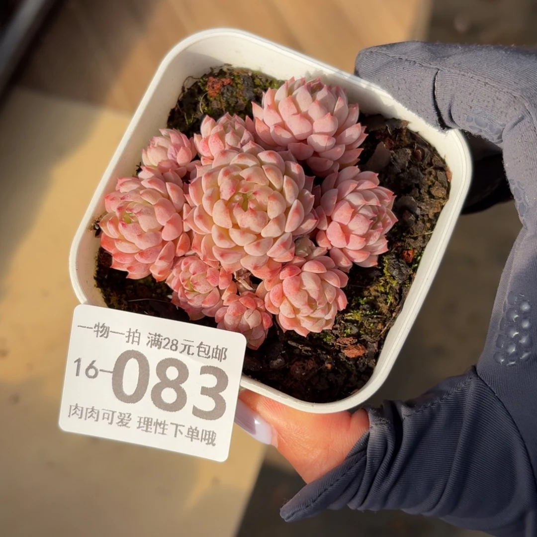 顺***尼小粉梅无盆土发货无