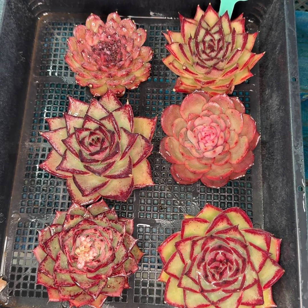 从前慢多肉精选编号0102.184