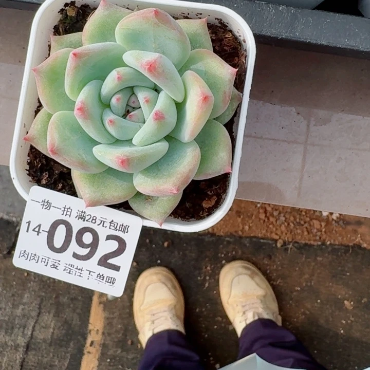 白拉糖无盆土发货无盆土发货无