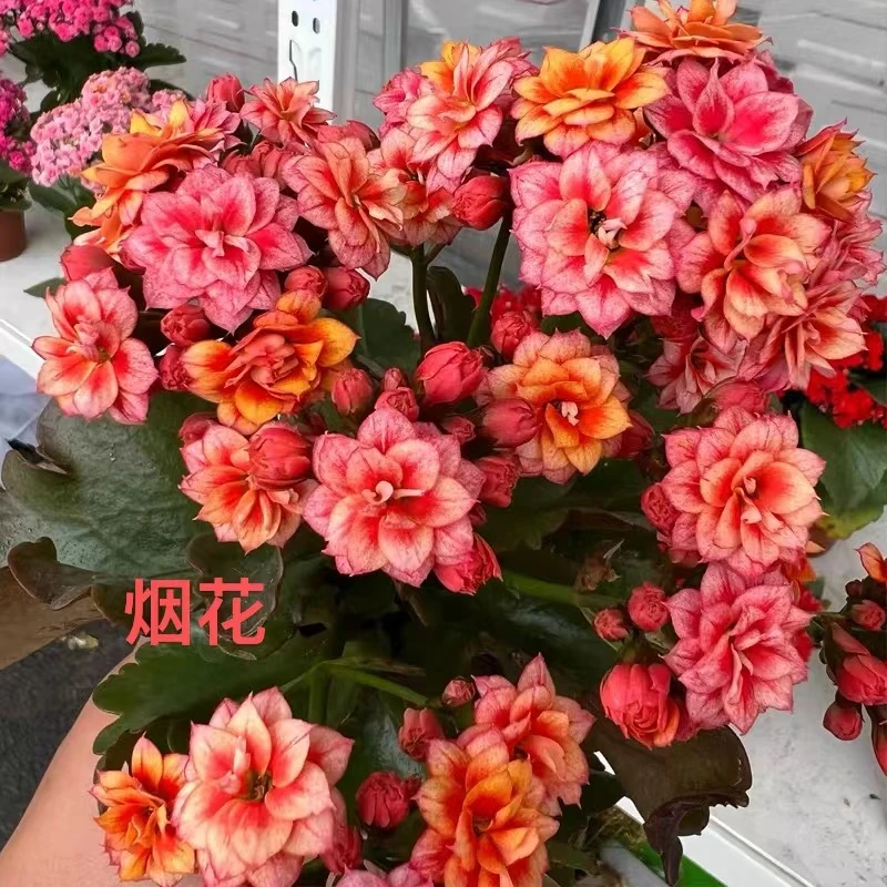 （烟花）长寿花，13cm盆，拍三发四