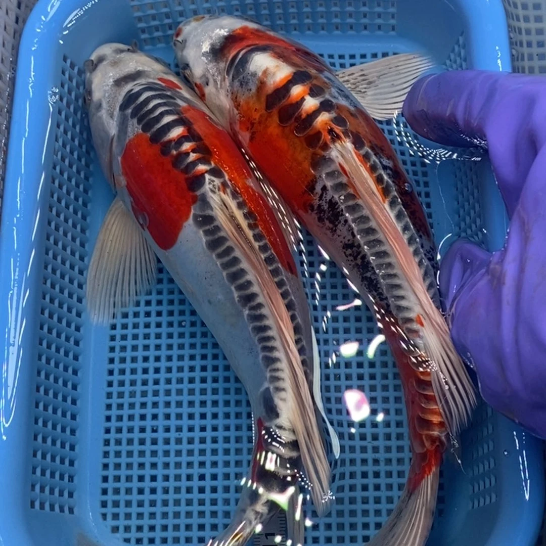 锦鲤冷水锦鲤包邮