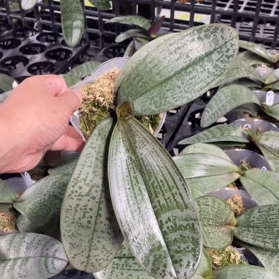 当前无花栽培后可以开花a379