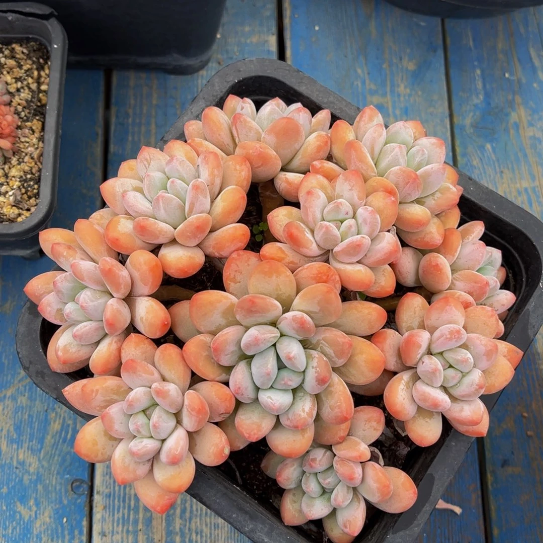 香水老桩一物一拍