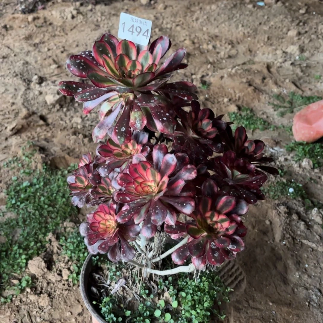 香奈儿1494一物一拍