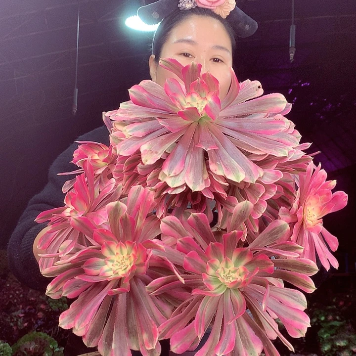 柒柒精品多肉脱土发货不包断侧枝S6