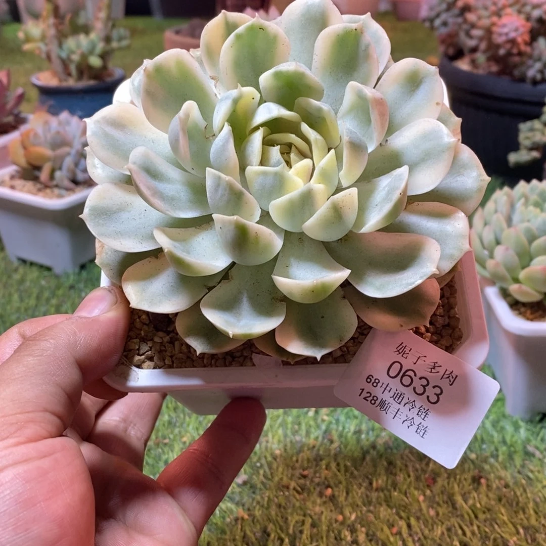 0633啊啊啊啊啊啊啊