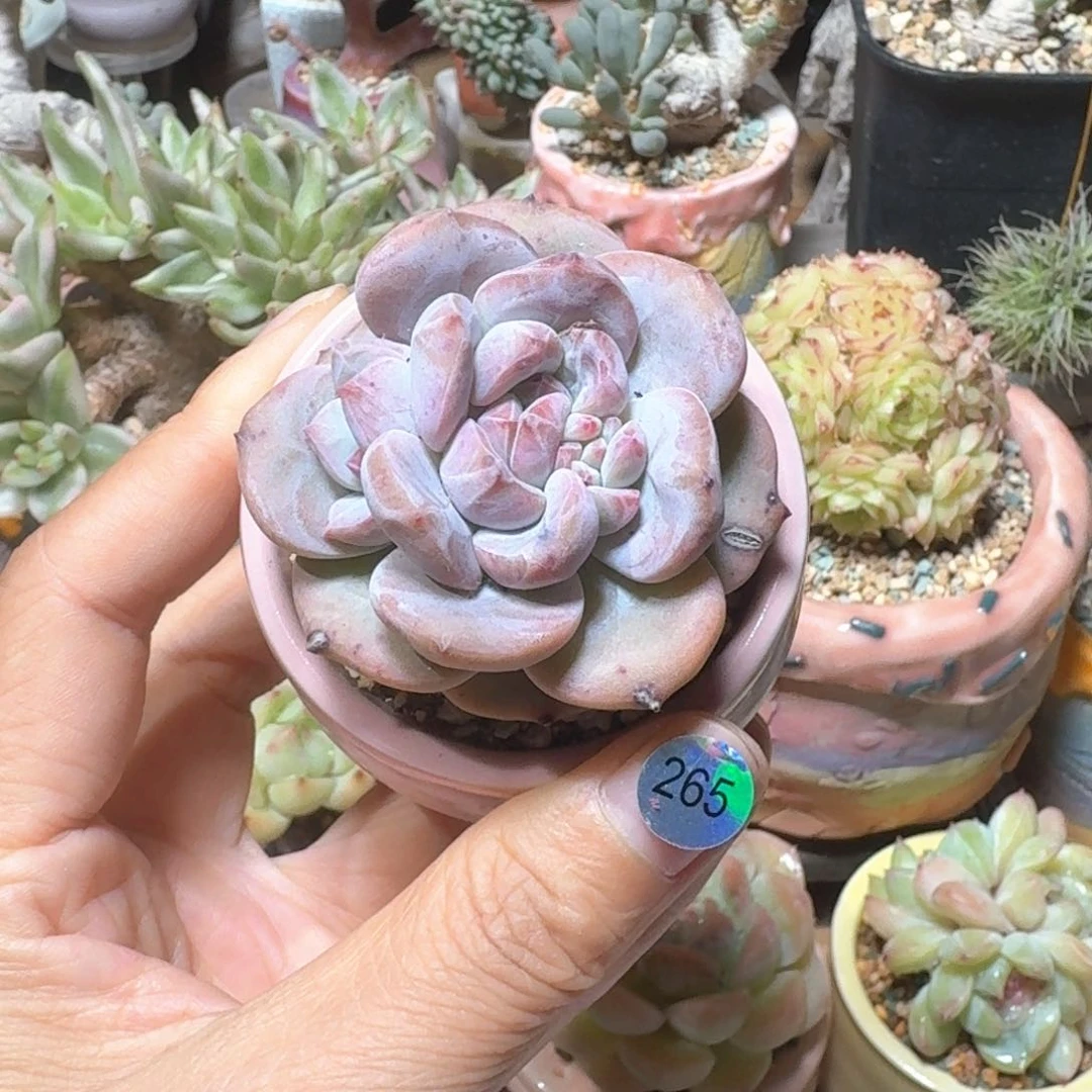 265 多肉含盆土30元包邮➗偏远地区