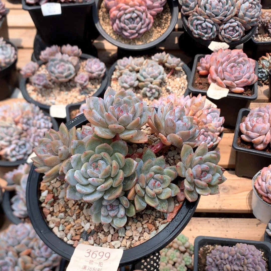 15厘米10头有砍石榴籽小树3699