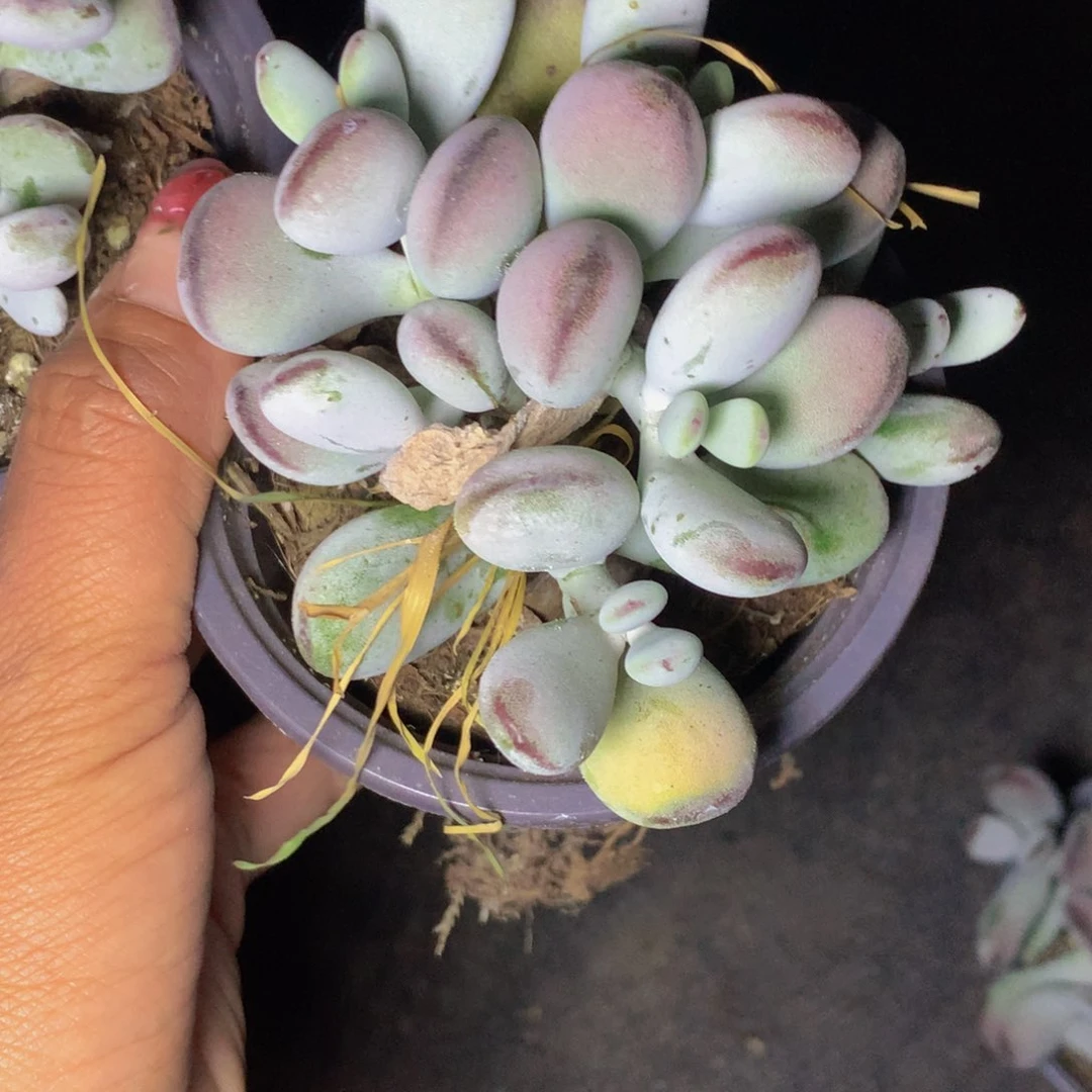 乒乓 大。（满9.99包邮不满9.99发叶子）