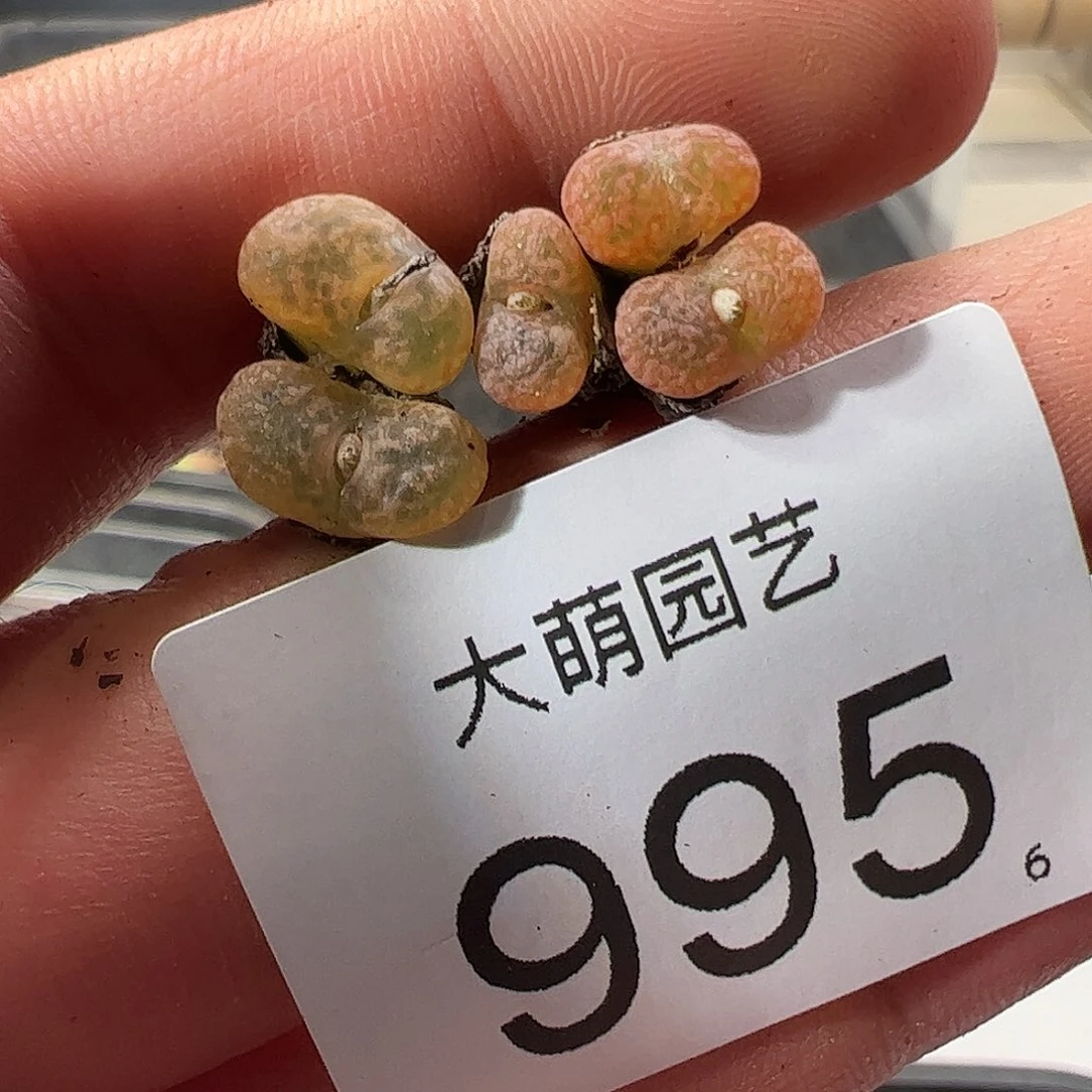 0000995 一物一拍……