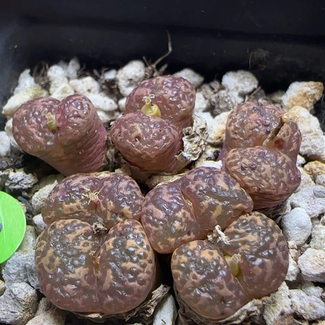 泡泡漂亮多肉植物78
