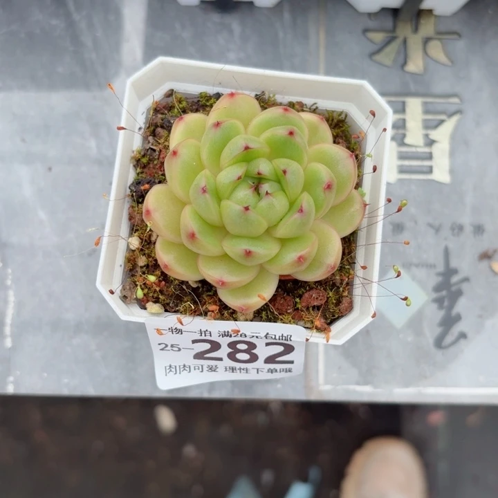 莱拉多肉无盆土发货无