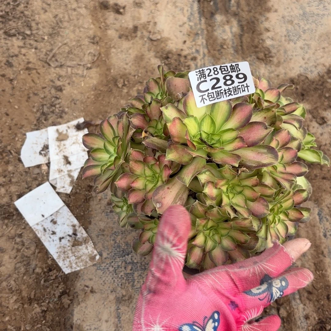 N. 289韶华多肉，cade