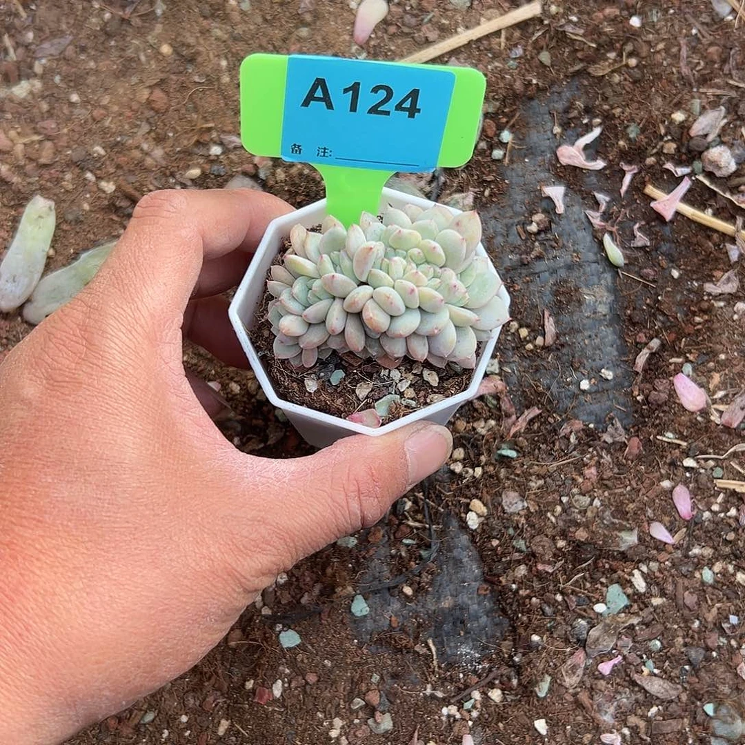 刘***菡多肉植物一物一拍