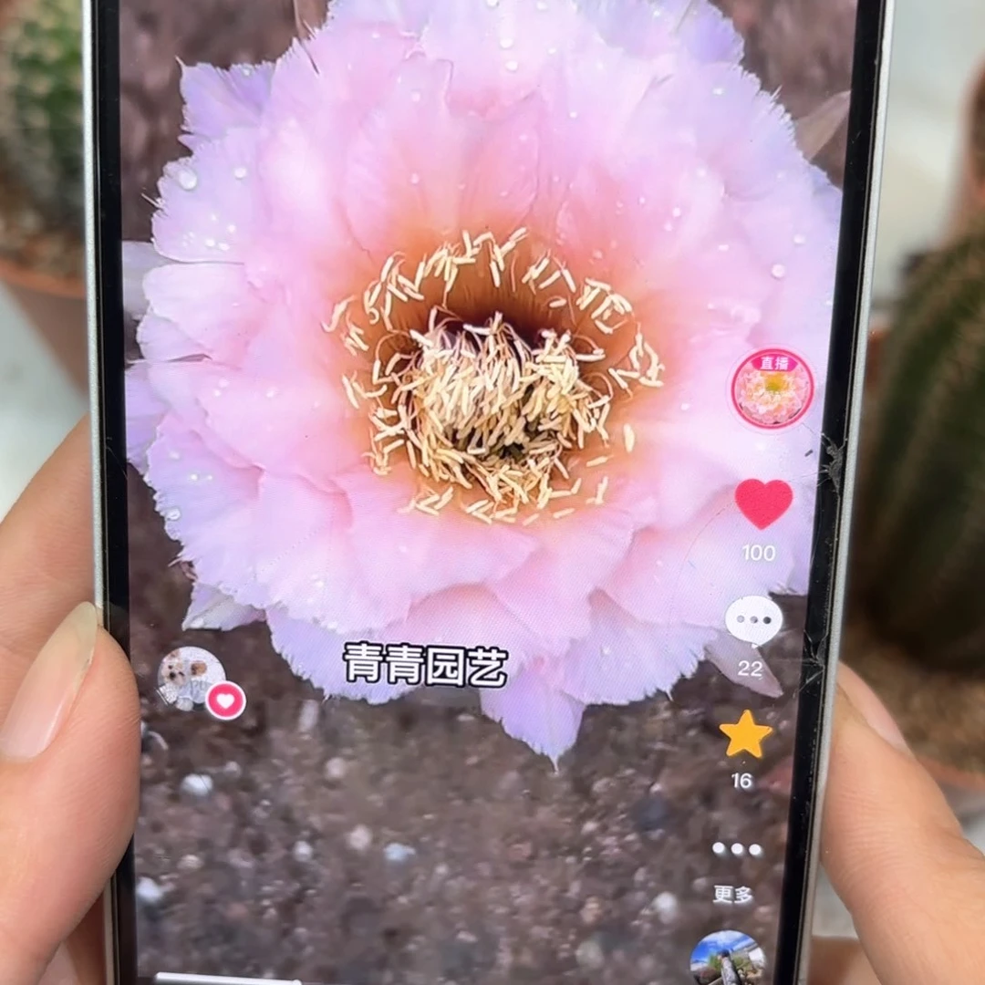 彩草11号5.5公分左右