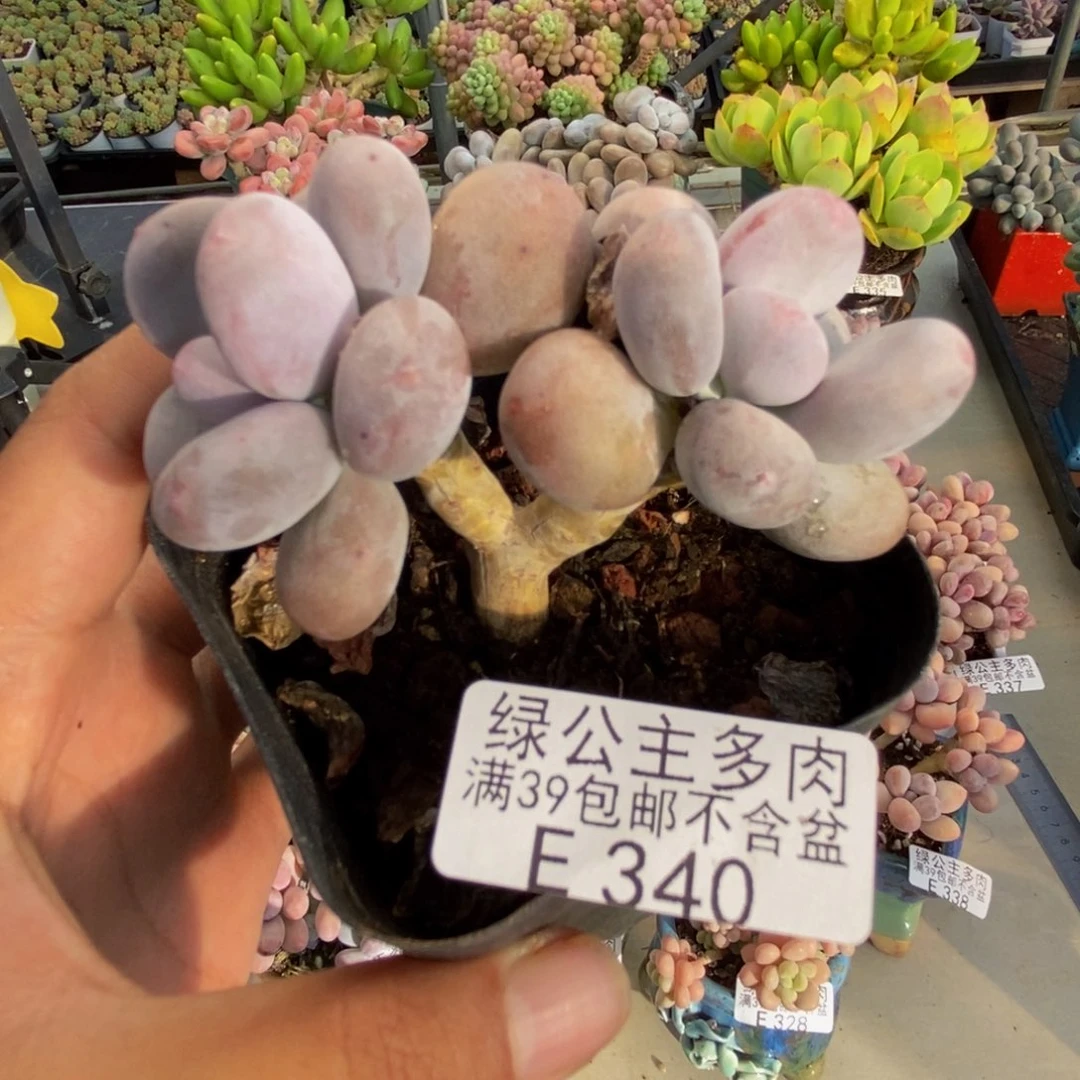 340彩虹奶多肉6c m
