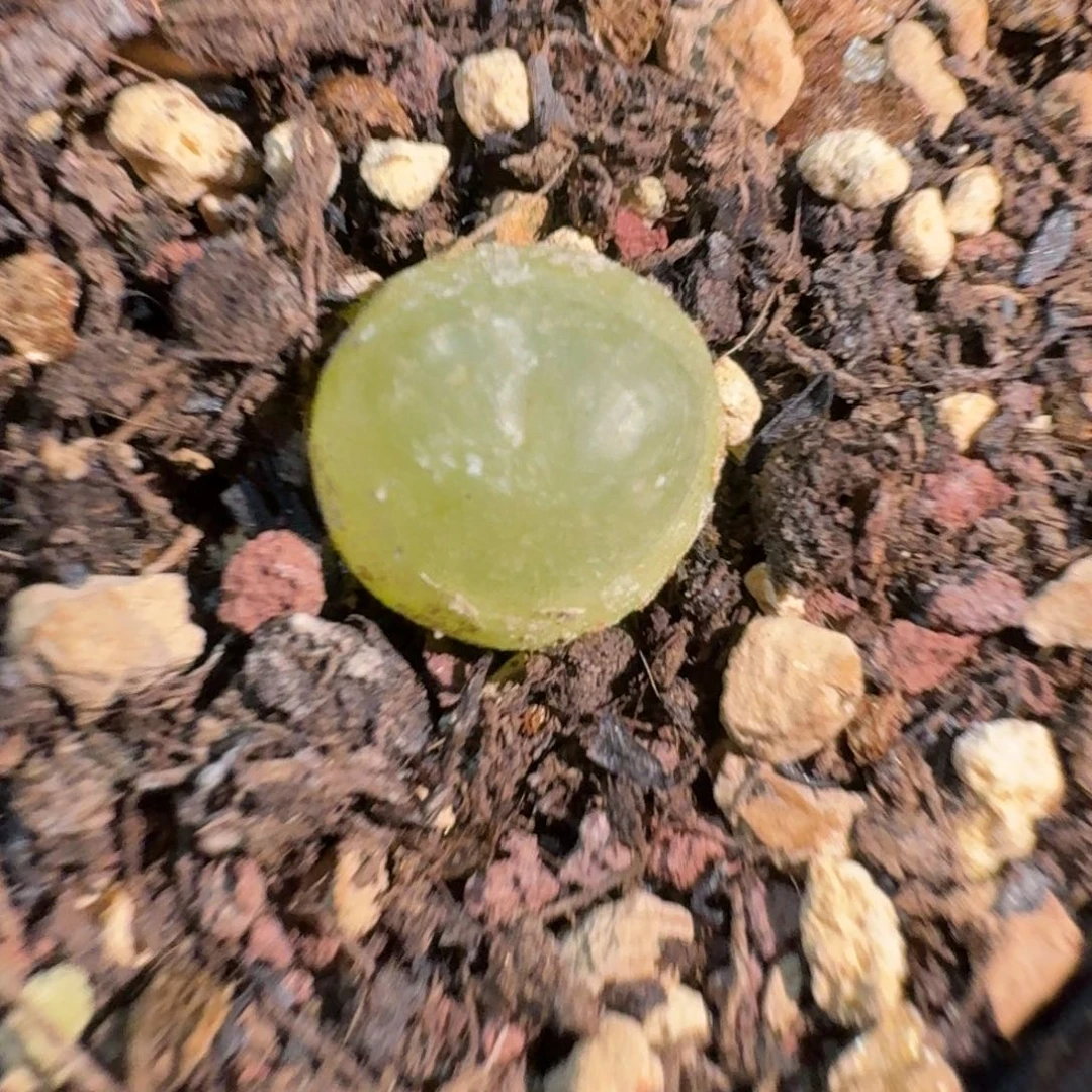 1154带盆土00000000000