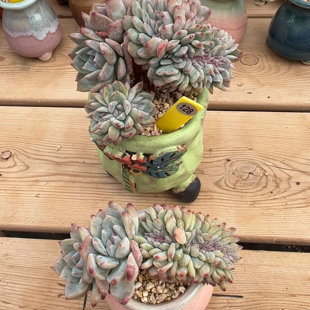 稀****128糖心缀两颗寄养0000