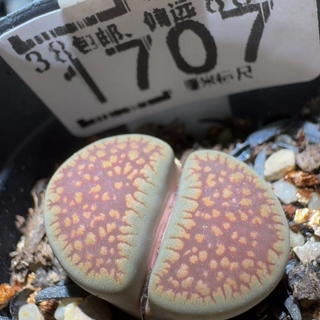 Ssss精品生石花1707
