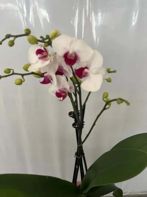 鲜花《避风港》蝴蝶兰云南源头基地直发