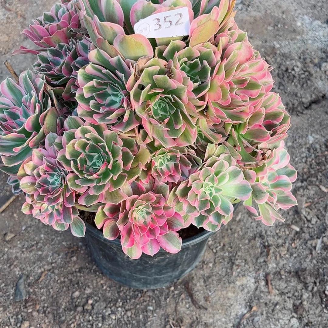无花朵多肉植物352
