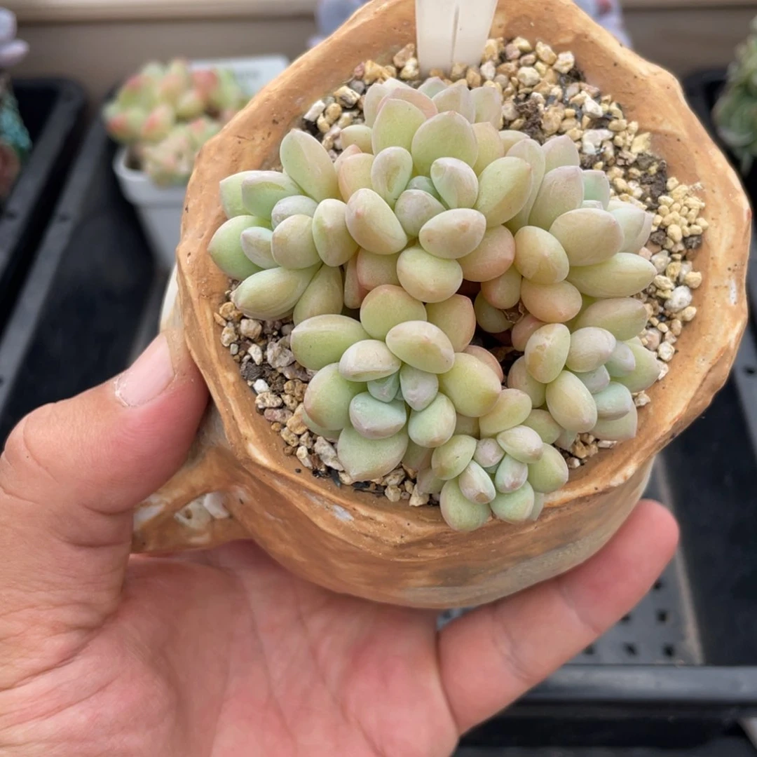 0301泡泡糖不带盆7厘米