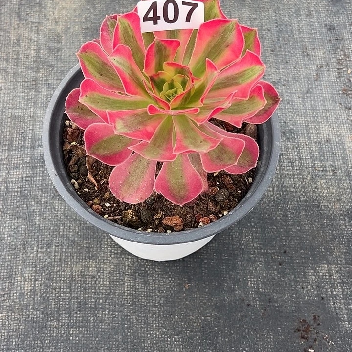 化***羽精品多肉植物407七彩石