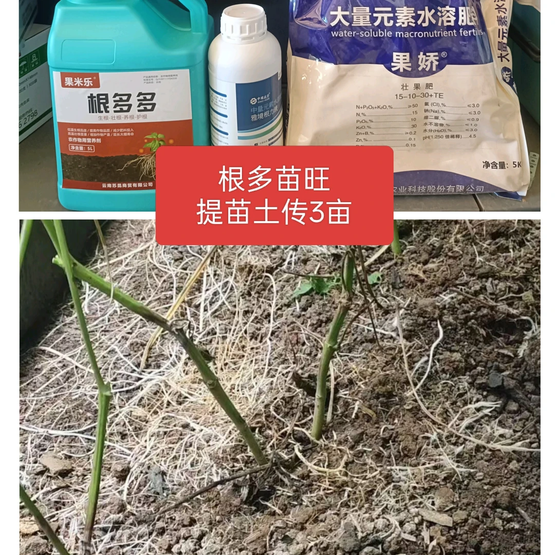 根多苗旺提苗土传不长3亩地