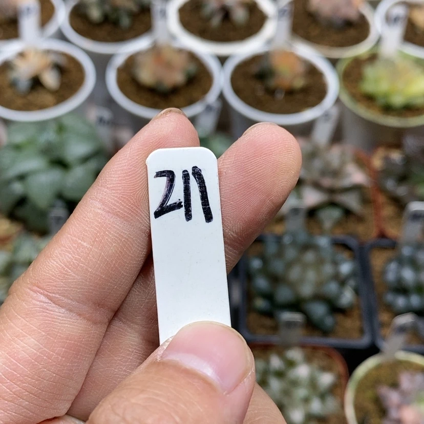 【闪购商品】恰*儿211 5个一起