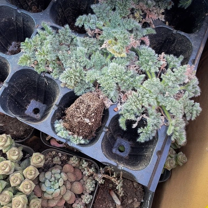 羽叶阳葵2.8带土发货