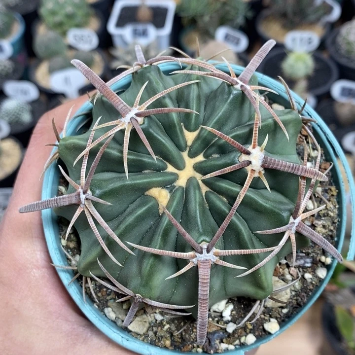 实生凌波150号8.8cm