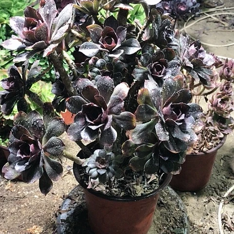克****福灰圆叶美人多肉植物11