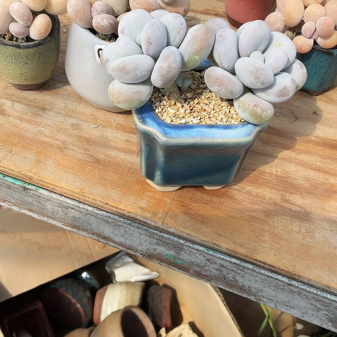 多肉植物的生长发育
