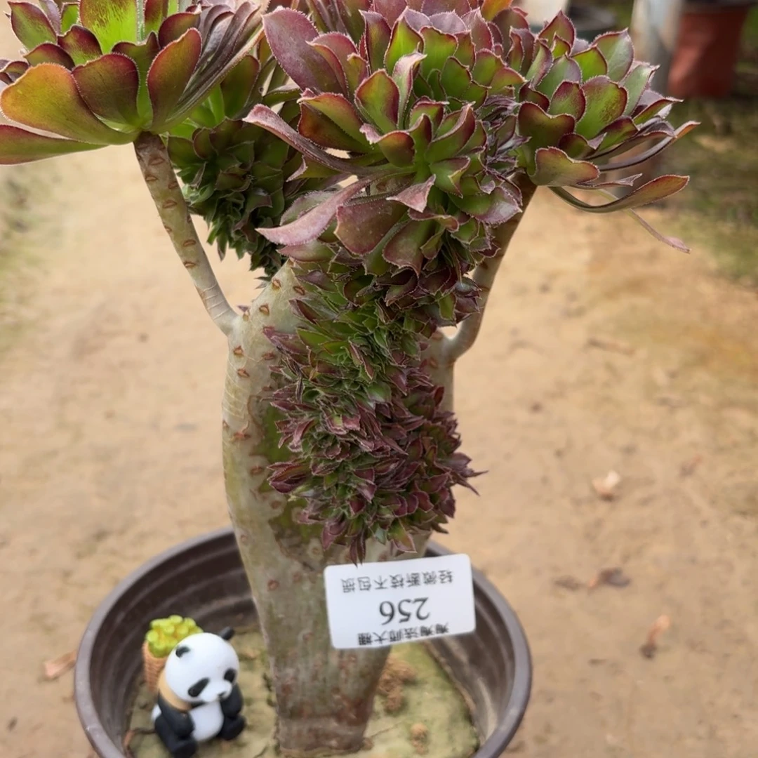 256黑法师缀化多肉植物法师