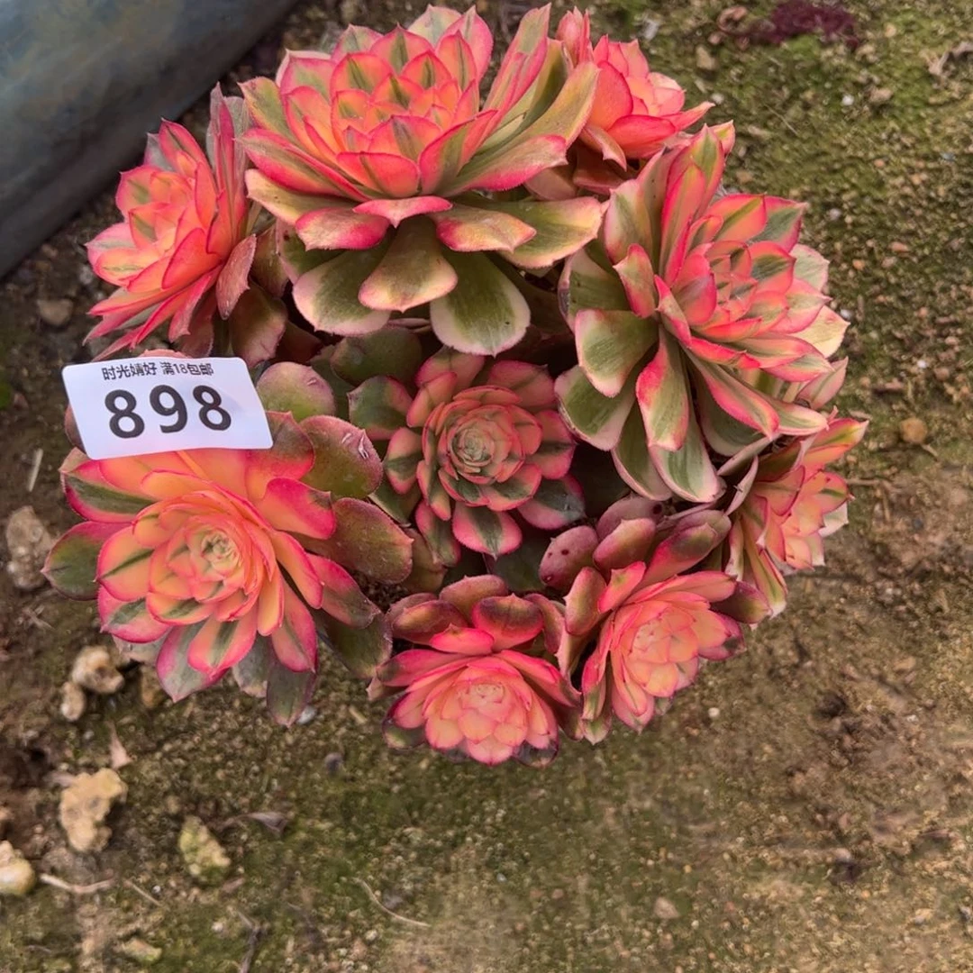 898荔枝多肉植物