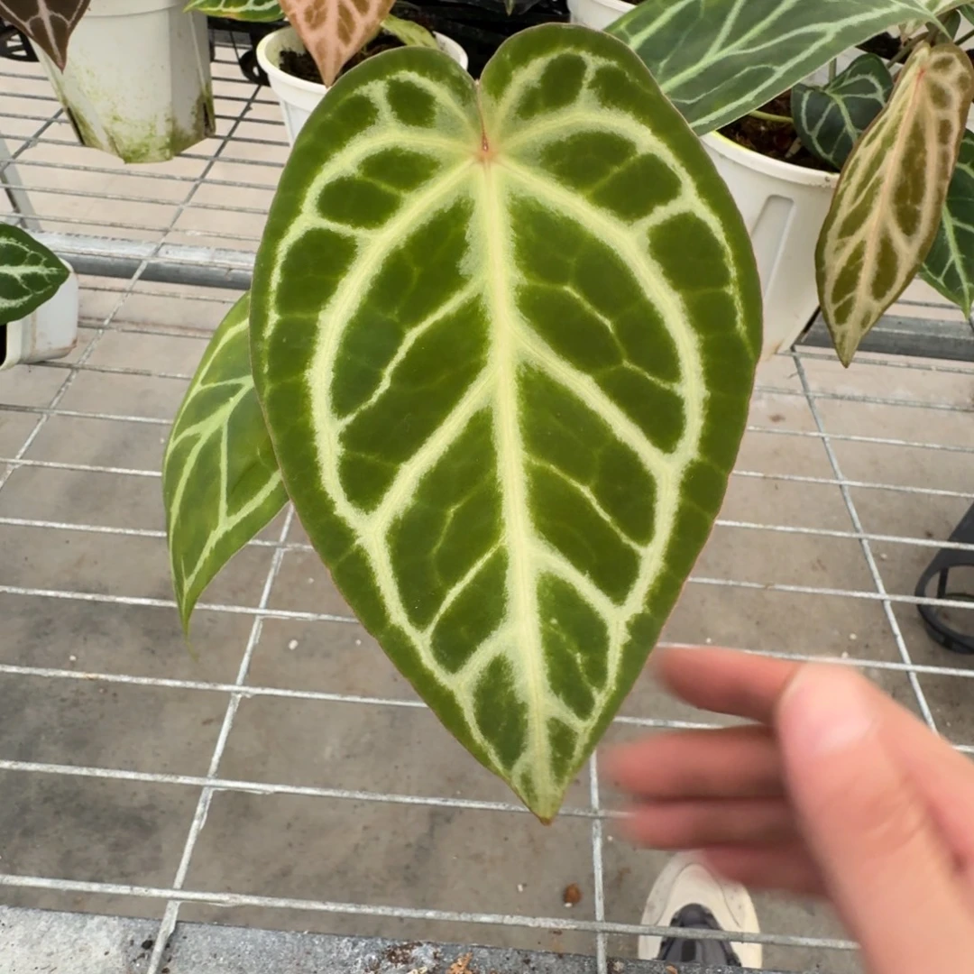 不开花植物红水晶杂银色面纱