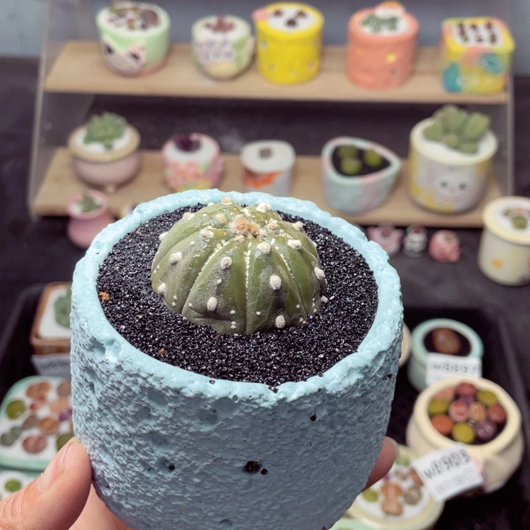 w8906 带盆土发货-零下地区拍保温箱