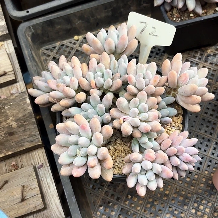 多肉植物，汤圆72号