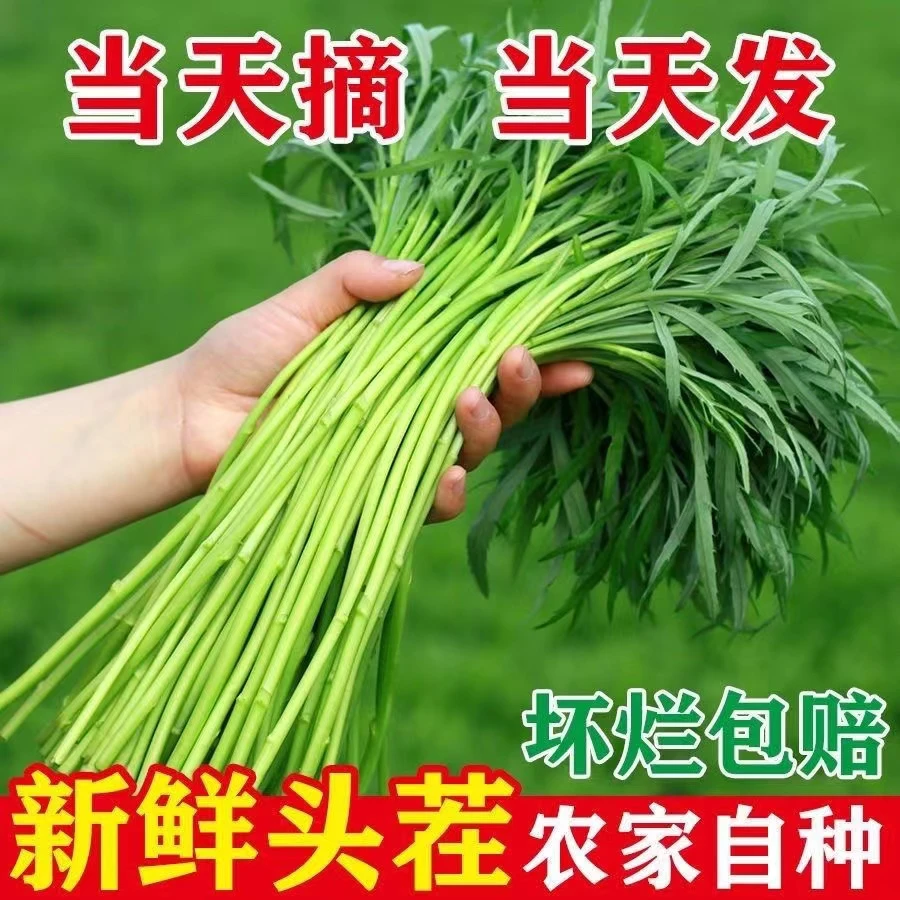 湖北泥蒿黎蒿篱蒿新鲜蔬菜当季芦蒿现摘现发泥蒿炒腊肉特色蔬菜
