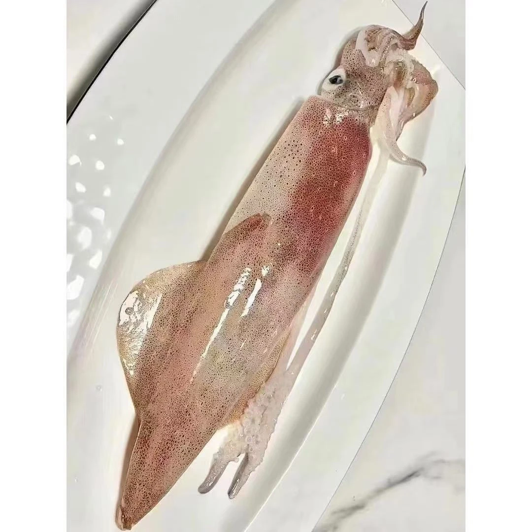 冰鲜管鱿鱼（散称不带冰）
