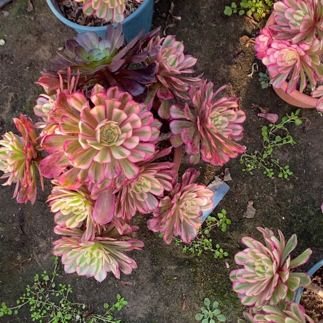 87号白月光1颗多肉